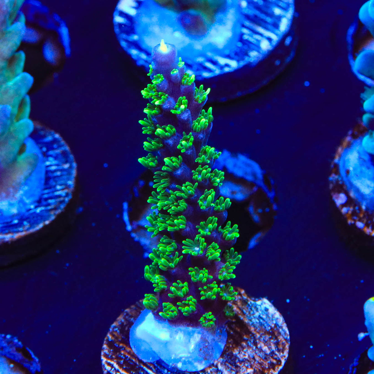 TSA Candlelight Acropora Coral - Top Shelf Aquatics