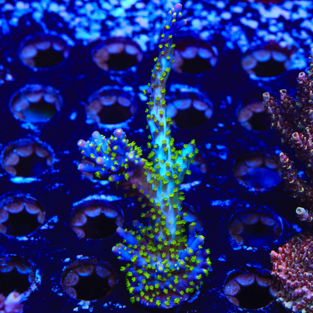 Garf Bonsai Acropora Coral