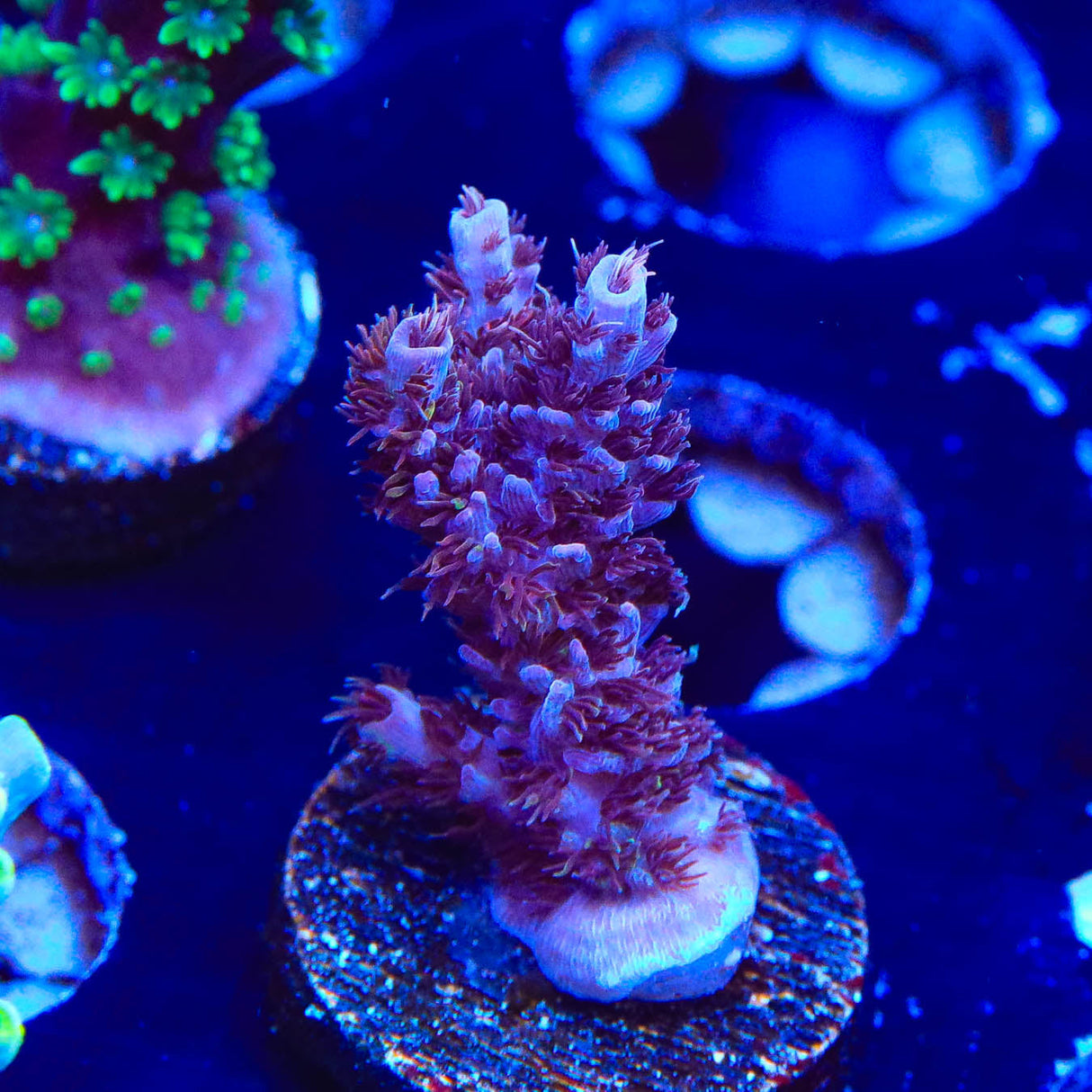 UC Dippin Dots Acropora Coral - Top Shelf Aquatics