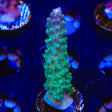 JF Shocktart Acropora Coral