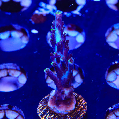 TSA Exquisita Acropora Coral