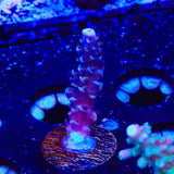 TSA Sin City Acropora Coral