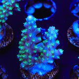 JF Shocktart Acropora Coral