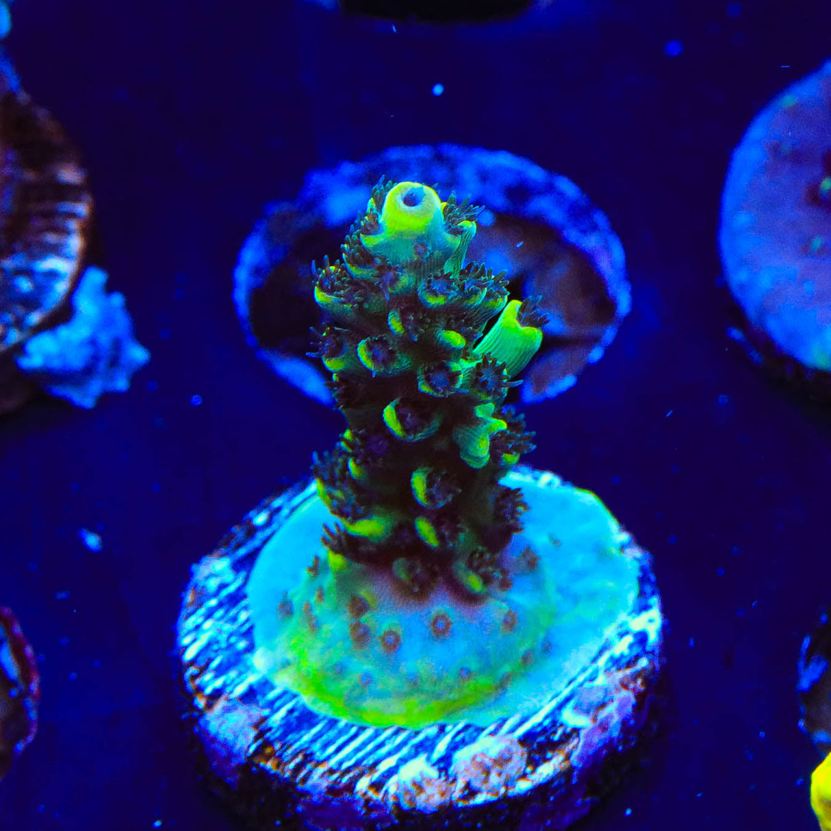 Laura's Purple Polyp Acropora Coral - Top Shelf Aquatics