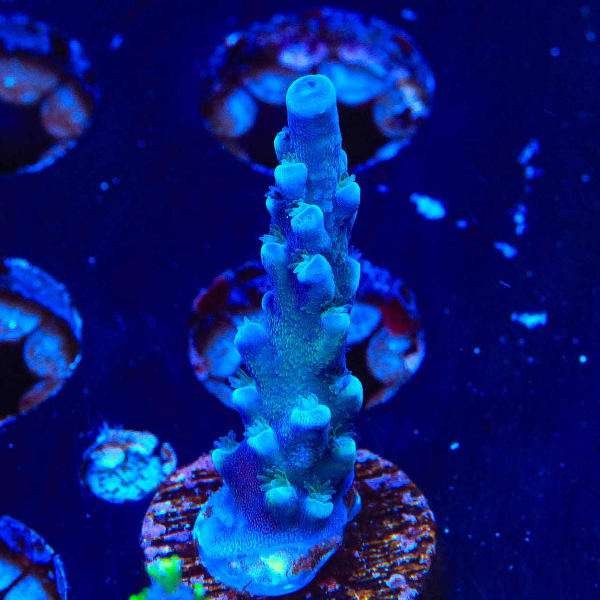 Oregon Blue Tort Acropora Coral