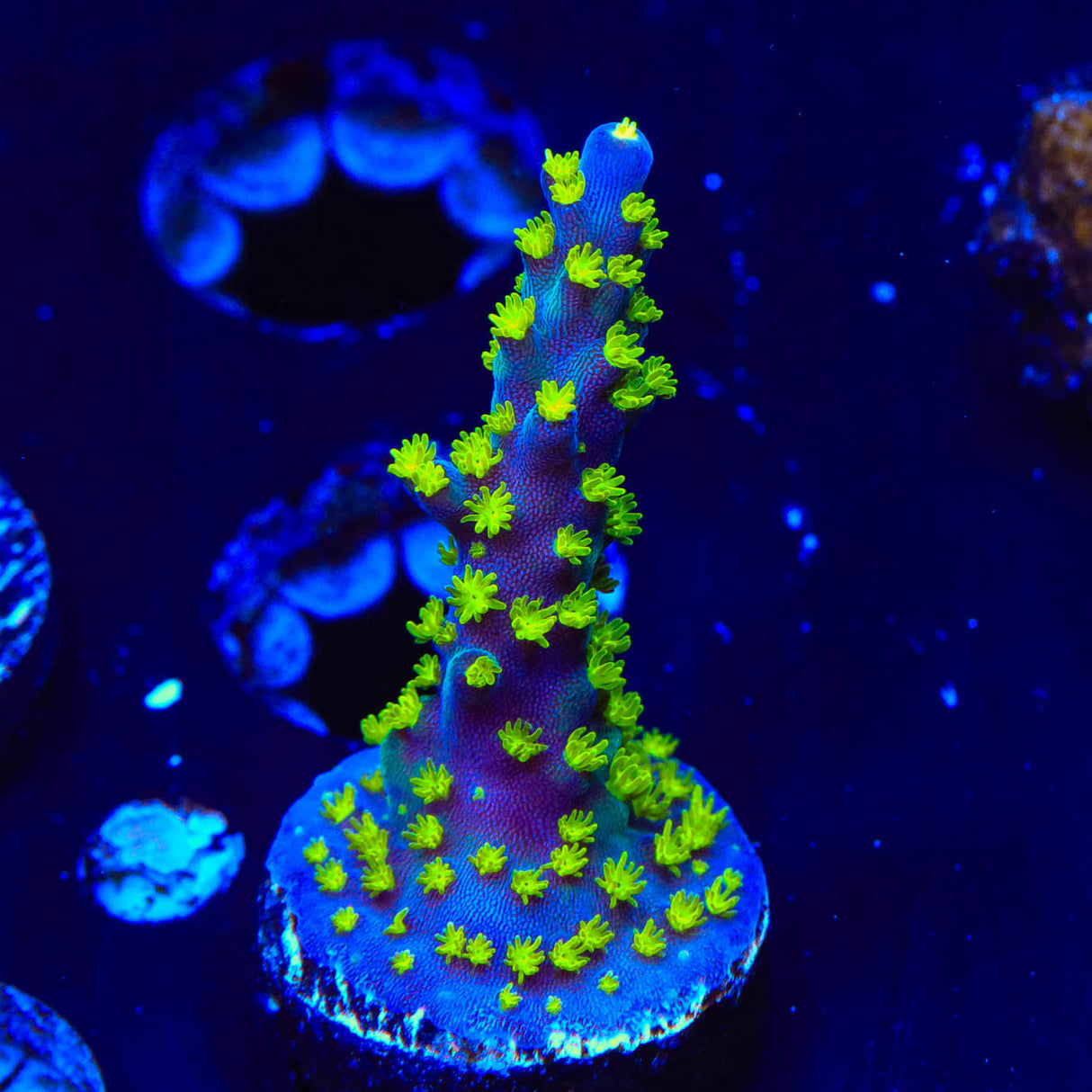 TSA Sour Patch Acropora Coral - Top Shelf Aquatics