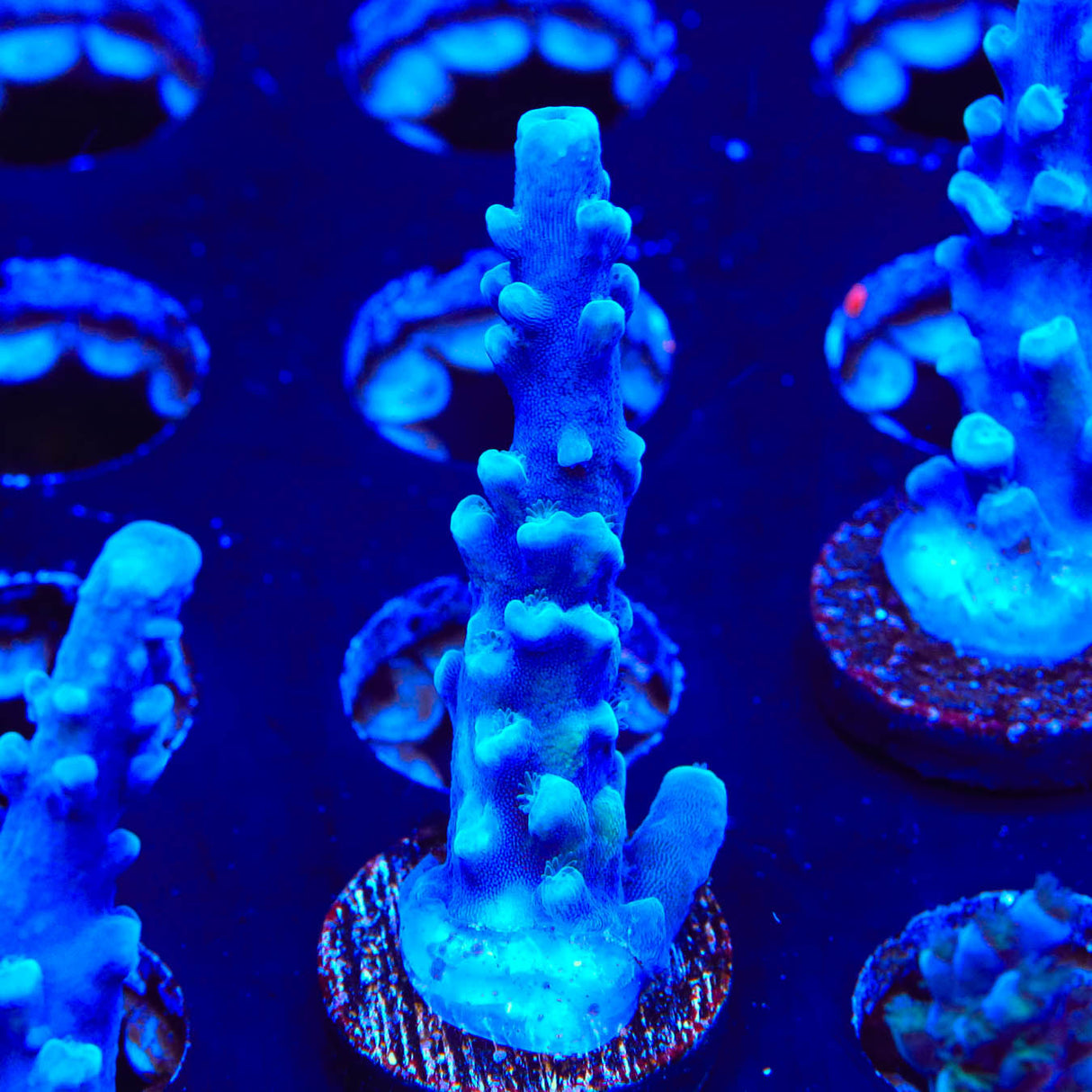 Oregon Blue Tort Acropora Coral - Top Shelf Aquatics