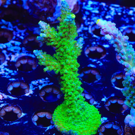 Paletta Tricolor Acropora Coral