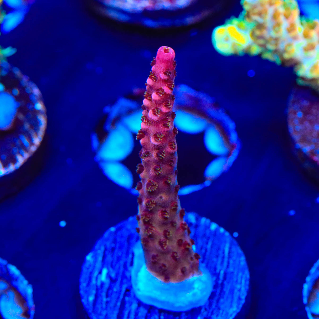PC Rainbow Acropora Coral - Top Shelf Aquatics