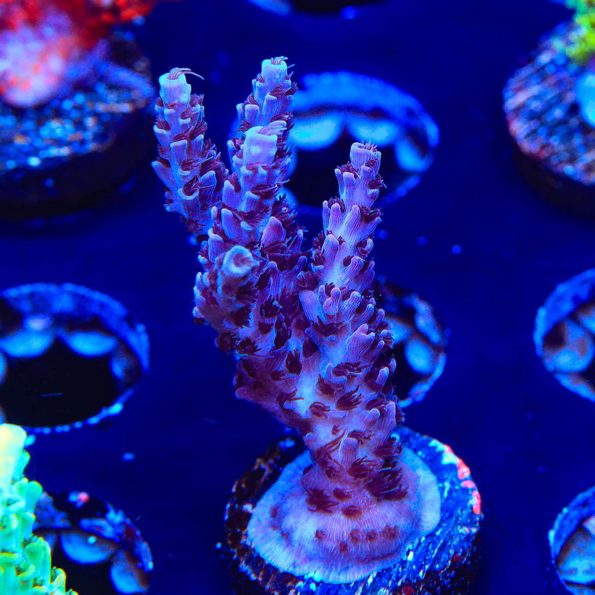 UC Dippin Dots Acropora Coral - Top Shelf Aquatics