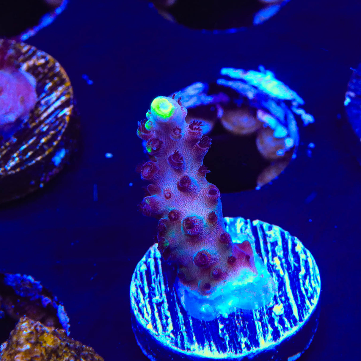 TSA Blue Flame Acropora Coral