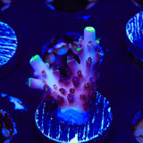 TSA Blue Flame Acropora Coral