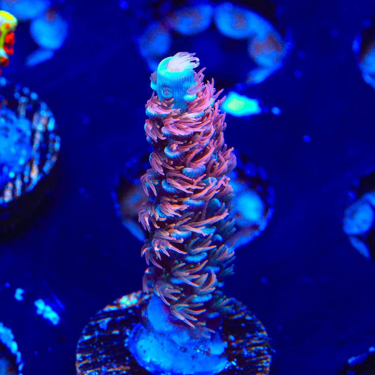 TGC Cherry Bomb Acropora Coral
