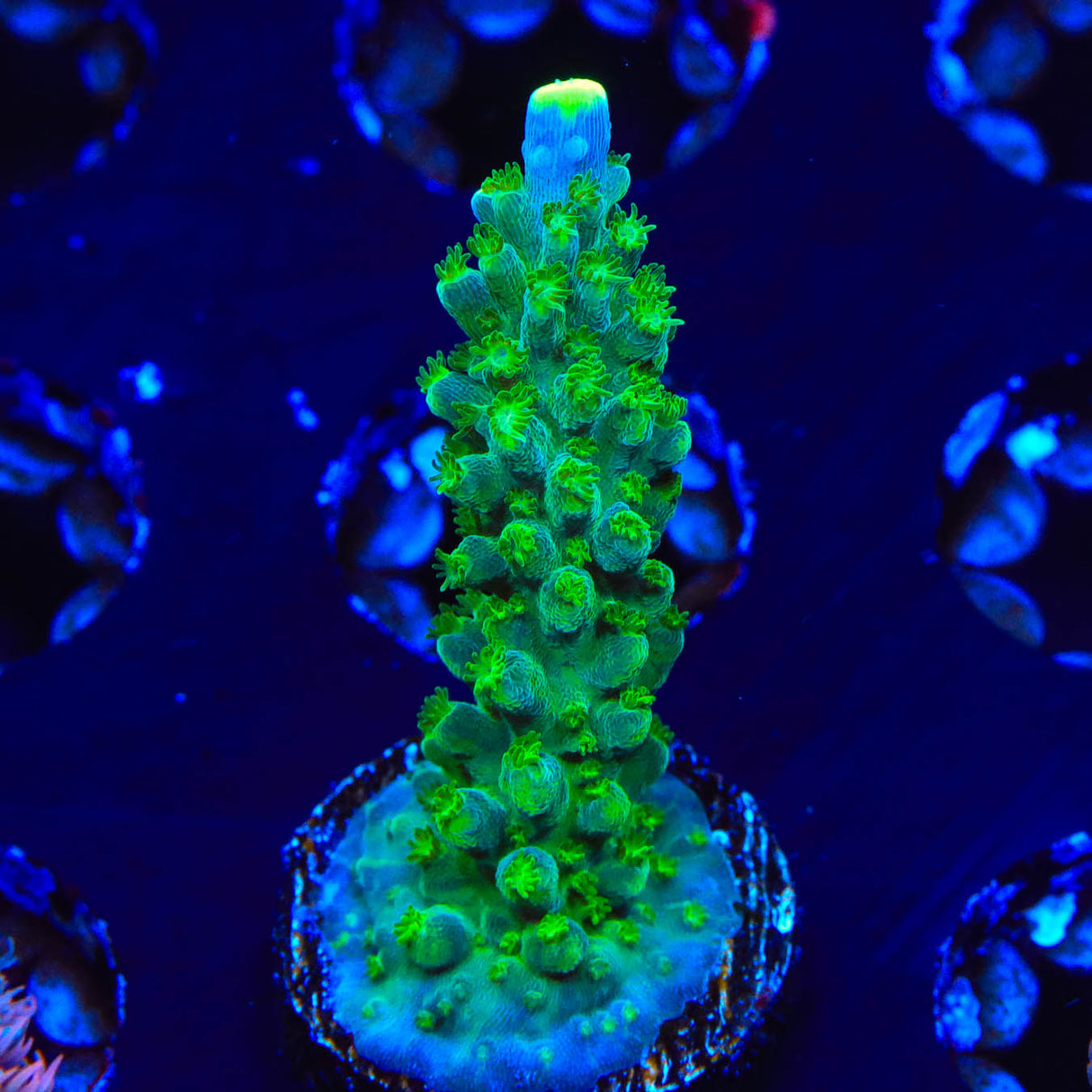 Paletta Tricolor Acropora Coral