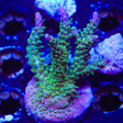 TSA The Fuzz Acropora Coral