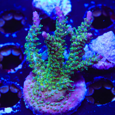 TSA The Fuzz Acropora Coral