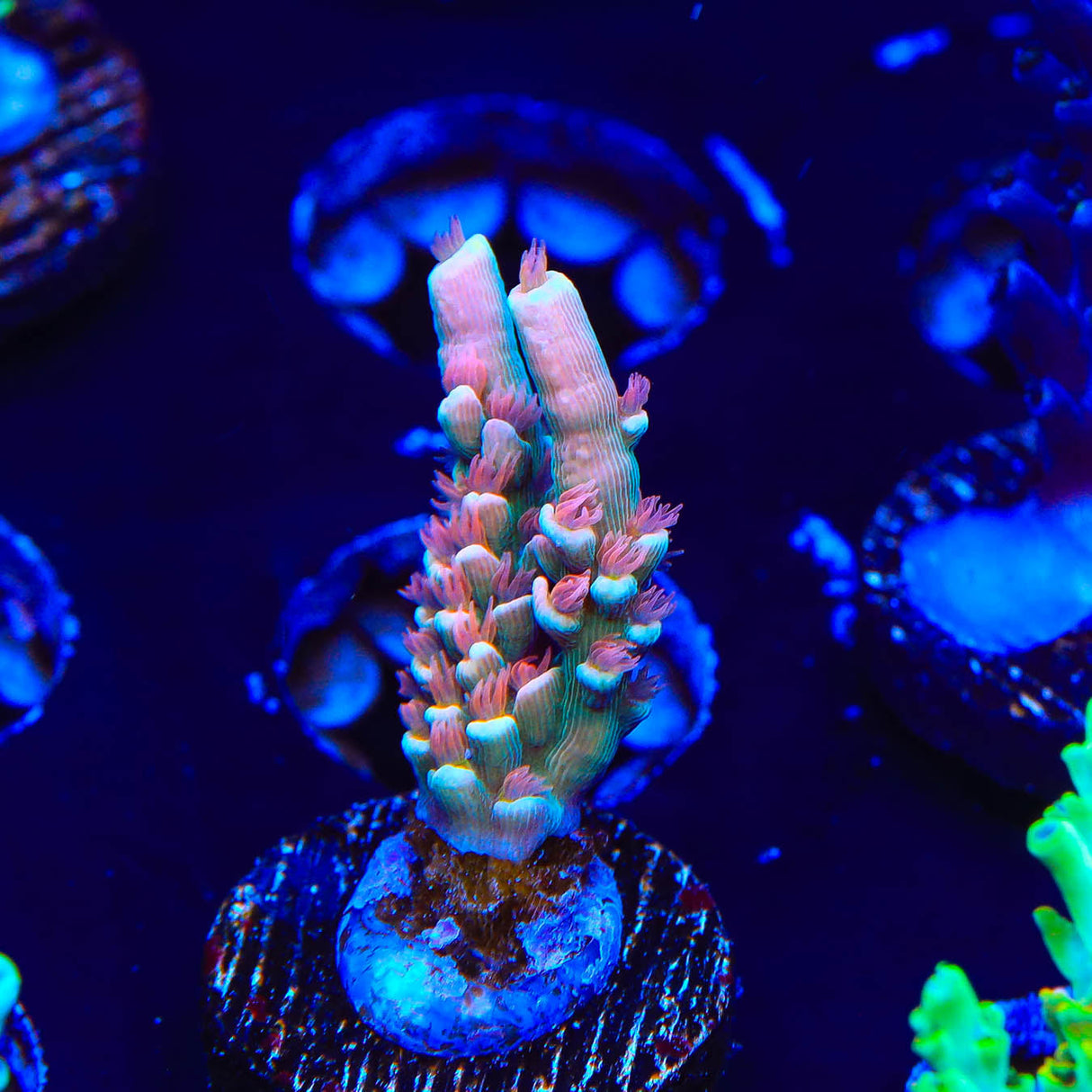 TGC Cherry Bomb Acropora Coral - Top Shelf Aquatics