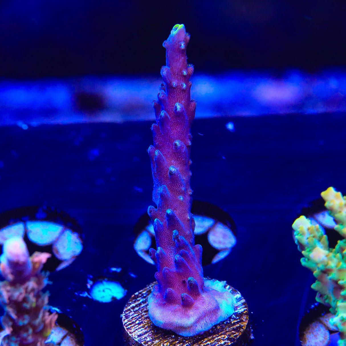 TSA Exquisita Acropora Coral