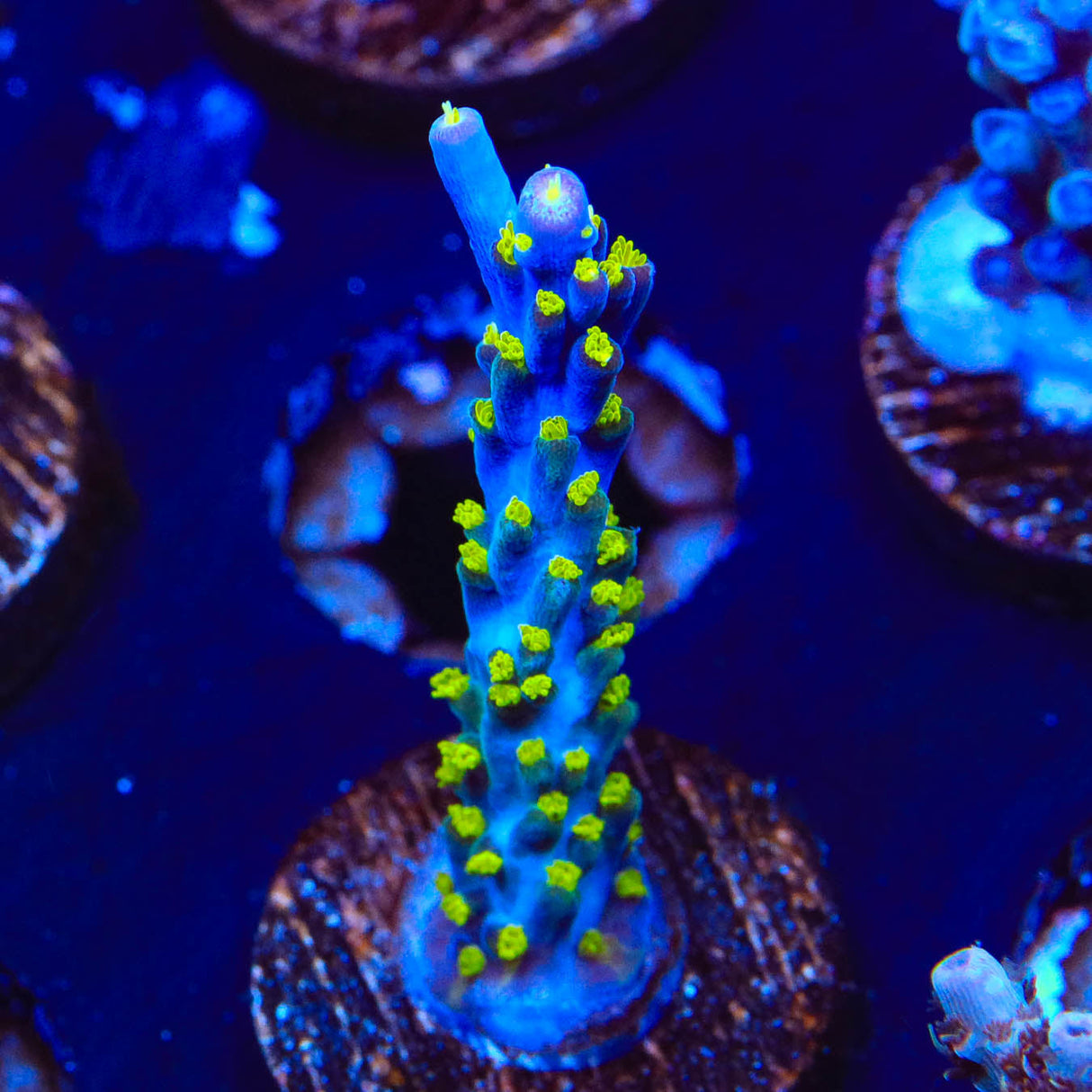 Garf Bonsai Acropora Coral