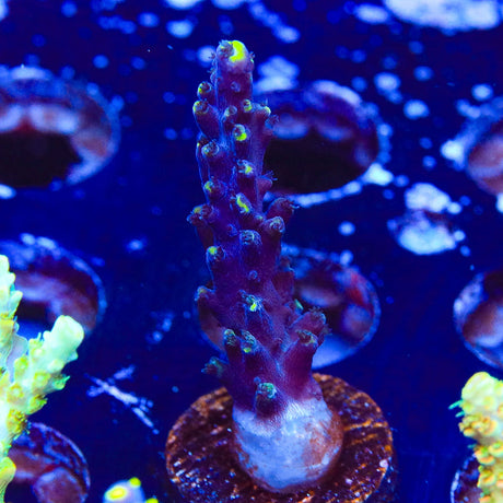 TSA Exquisita Acropora Coral