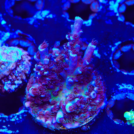 TSA Sin City Acropora Coral