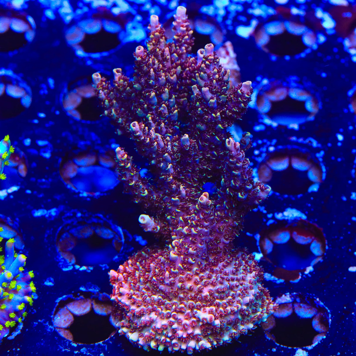 TSA Rainbow Sherbet Acropora Coral