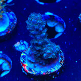 TSA Bali Blue Slimer Acropora Coral