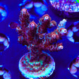 TSA Daydream Acropora Coral