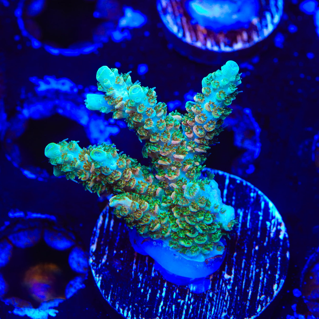 TSA Bill Murray Acropora Coral