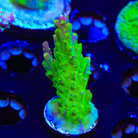 Paletta Pink Tip Acropora Coral