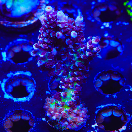 TSA Sin City Acropora Coral