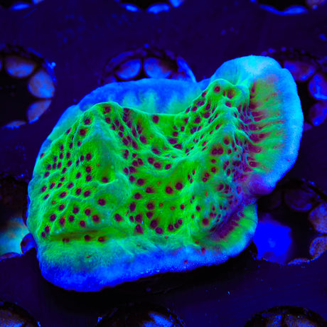 Jedi Mind Trick Montipora XL Frag Coral