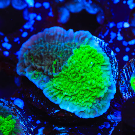 JF Cold Fusion Grafted Montipora Coral