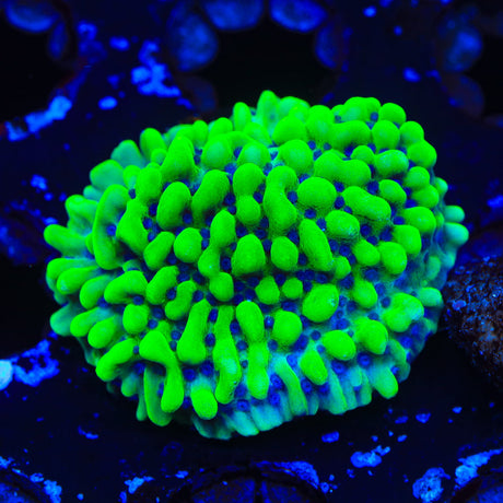 TSA Appleberry Montipora Coral