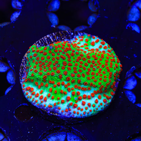 TSA McMonti Montipora Coral