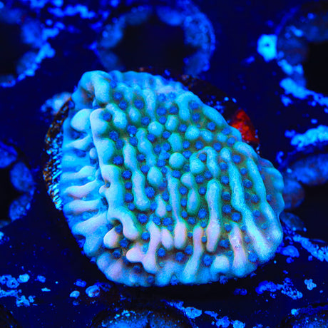 TSA Mr Freeze Montipora Coral