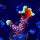 Bubblegum Digitata Montipora Coral