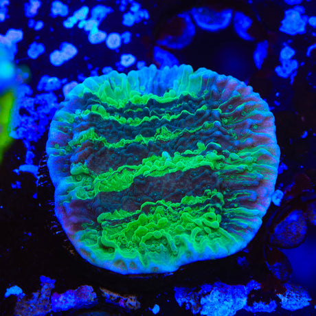 JF Cold Fusion Grafted Montipora Coral