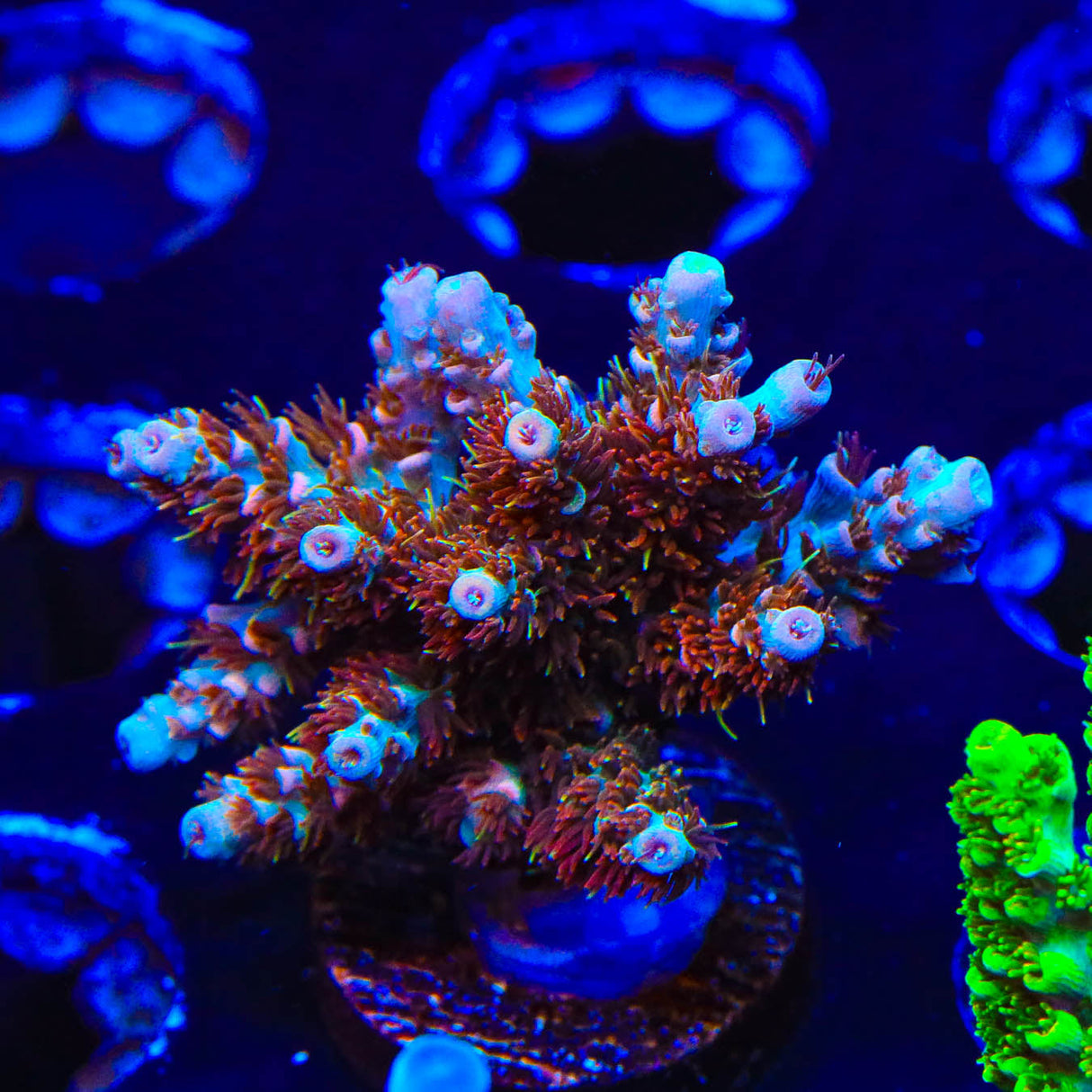 TSA Daydream Mini Colony Acropora Coral - Top Shelf Aquatics