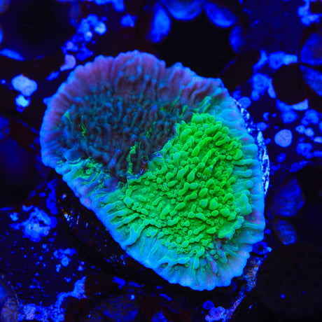 JF Cold Fusion Grafted Montipora Coral