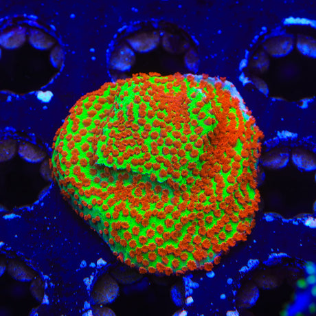 TSA McMonti Montipora Coral