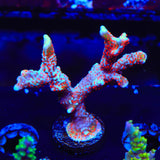 Bubblegum Digitata Montipora Coral