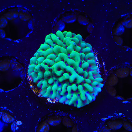 TSA Appleberry Montipora Coral