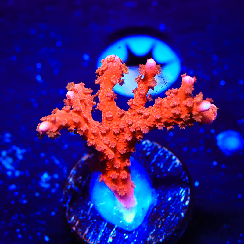 ACI Manila Spy Montipora Coral