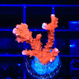 ACI Manila Spy Montipora Coral