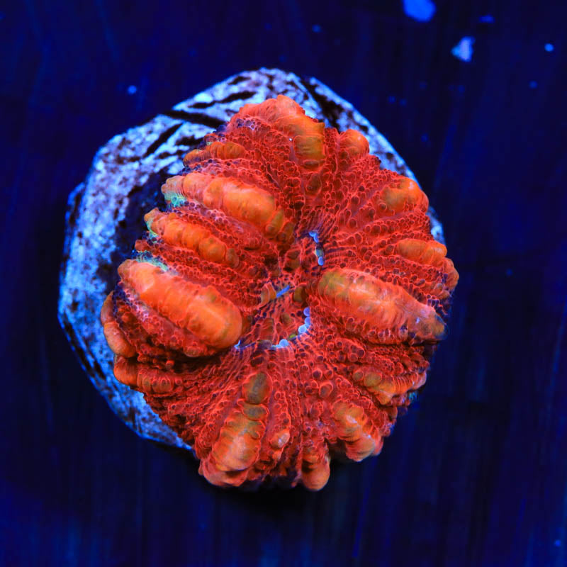 Ultra Button 1" Scolymia Coral - Top Shelf Aquatics