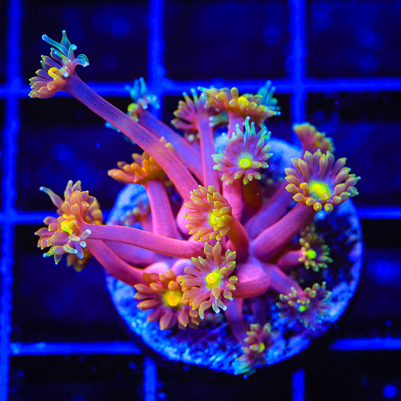 TSA Fantasia Goniopora Coral - Top Shelf Aquatics