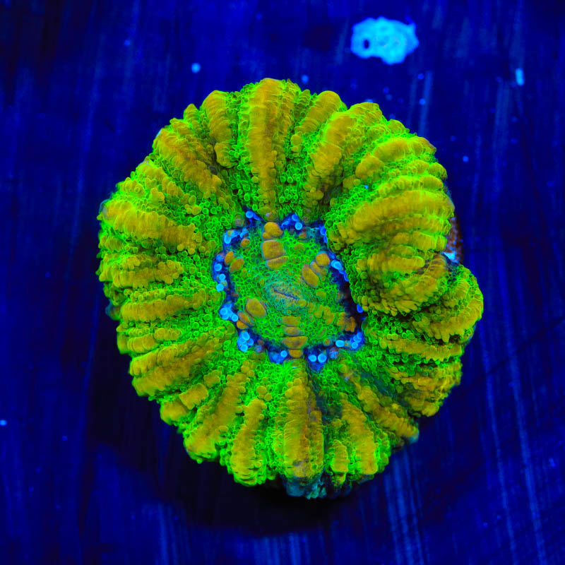 Ultra Button 1" Scolymia Coral - Top Shelf Aquatics