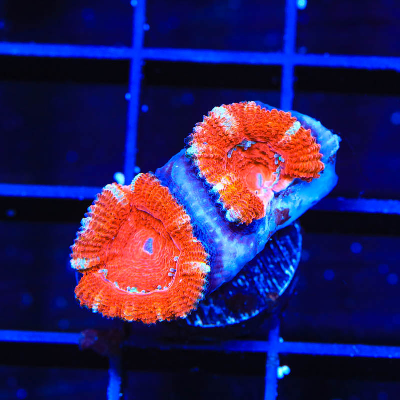 Ultra Acan Micromussa Coral - Top Shelf Aquatics