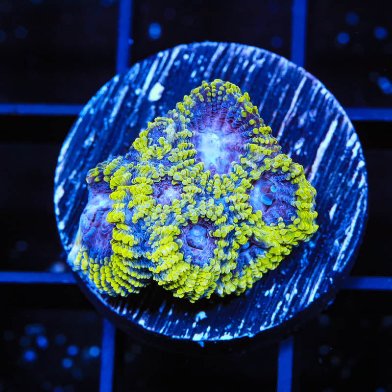 TSA Lunar Favia Coral